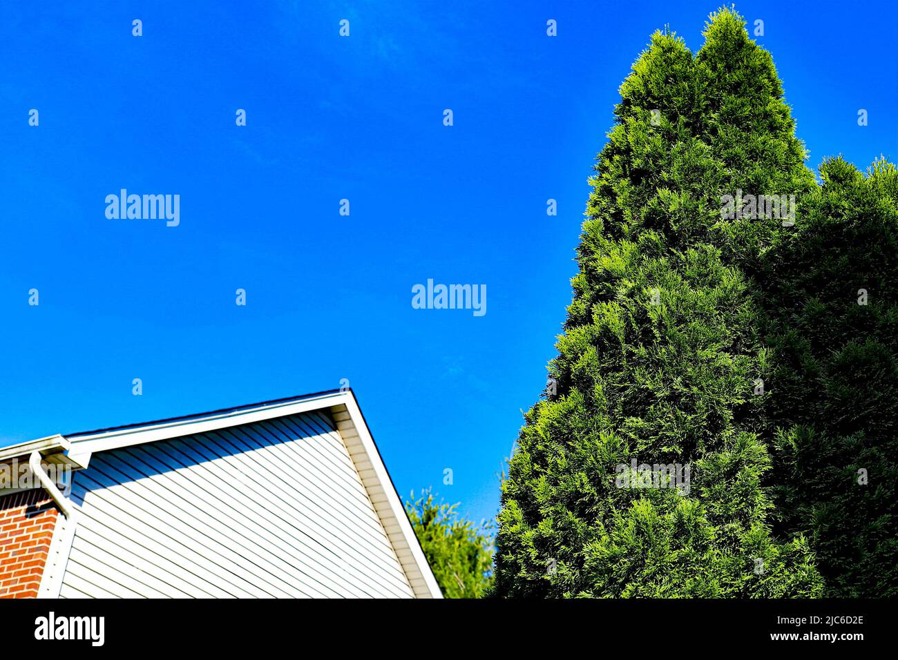 Tall green shrubbery against a blue sky Stock Photo