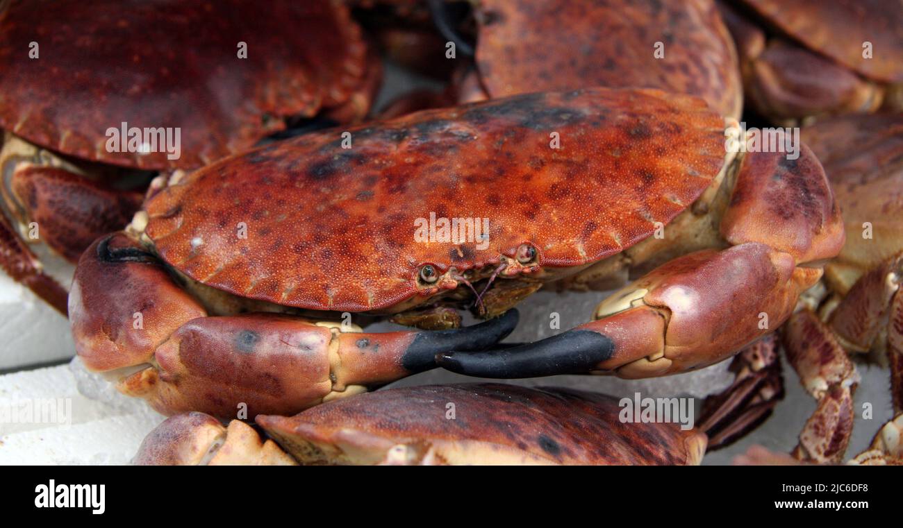 Fresh crabs for sale at a fish market. Rennes, France Stock Photo - Alamy