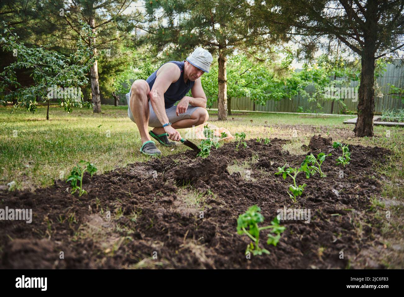 Farmer using garden shovel digs the ground and plants tomato seedlings in black soil for growing organic vegetables in the open field of an eco farm. Stock Photo