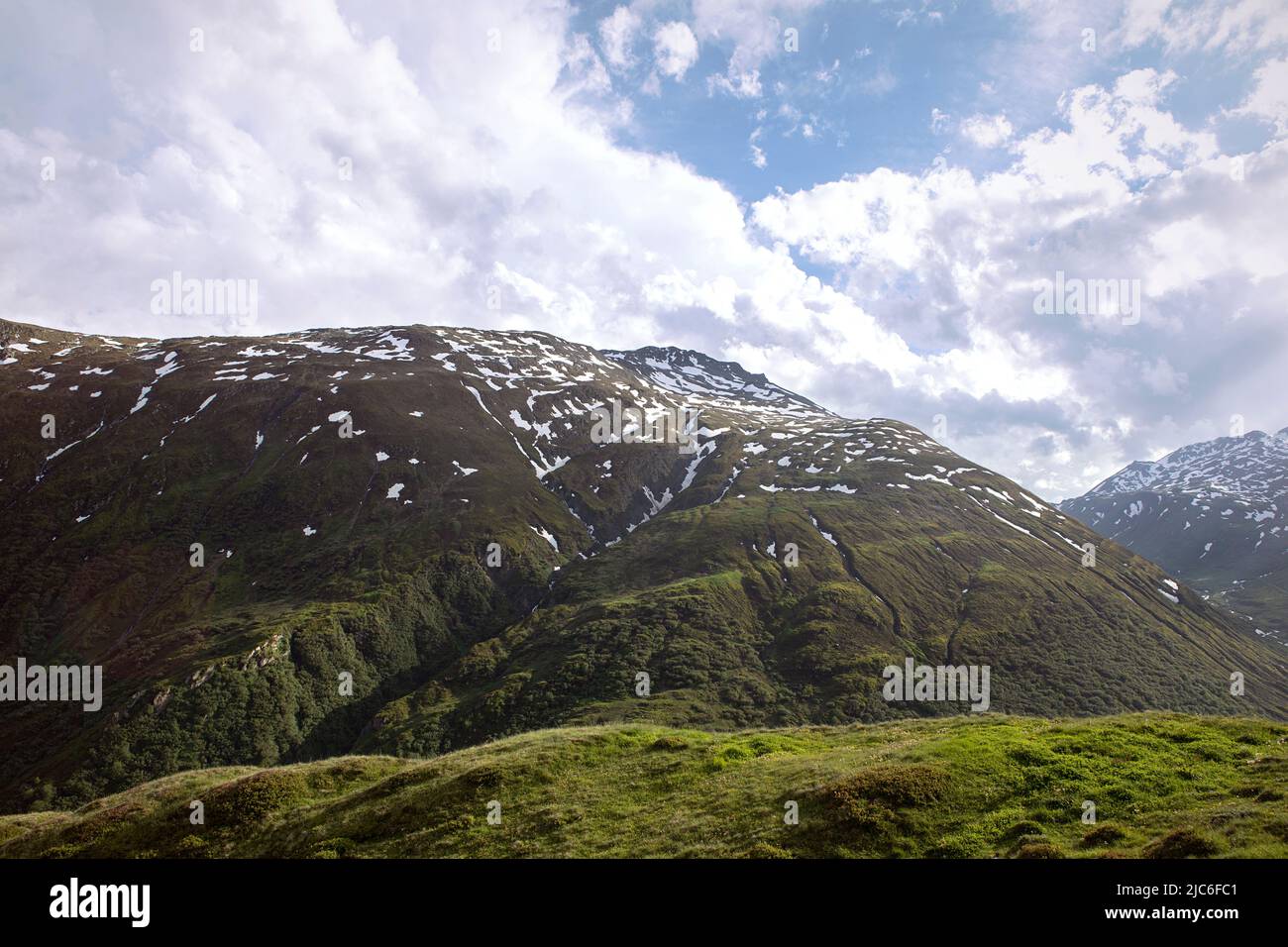 Juicy green grass and dense vegetation on a slope of a mountain with snow patches. Paterns and textures on high mount. Stock Photo