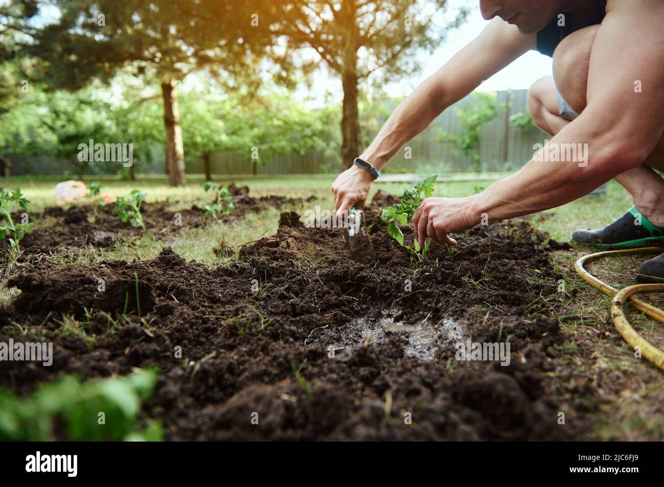 Close-up farmer bothering the ground, using garden shovel digs the black soil and planting sprouted tomato seedlings in open ground in eco farm. Horti Stock Photo