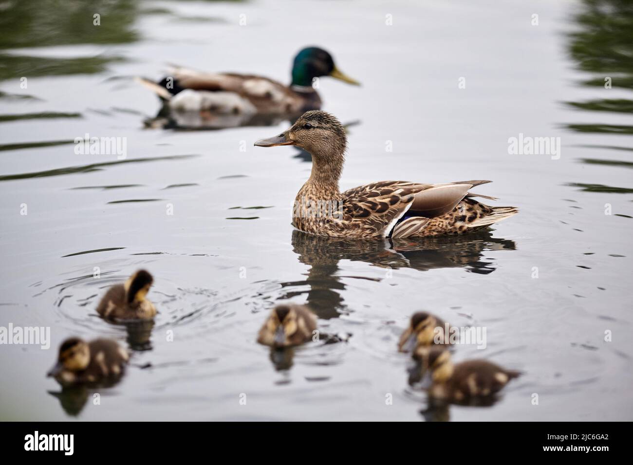 Mother duck swimming with newly hatched baby ducks. Duck on the water
