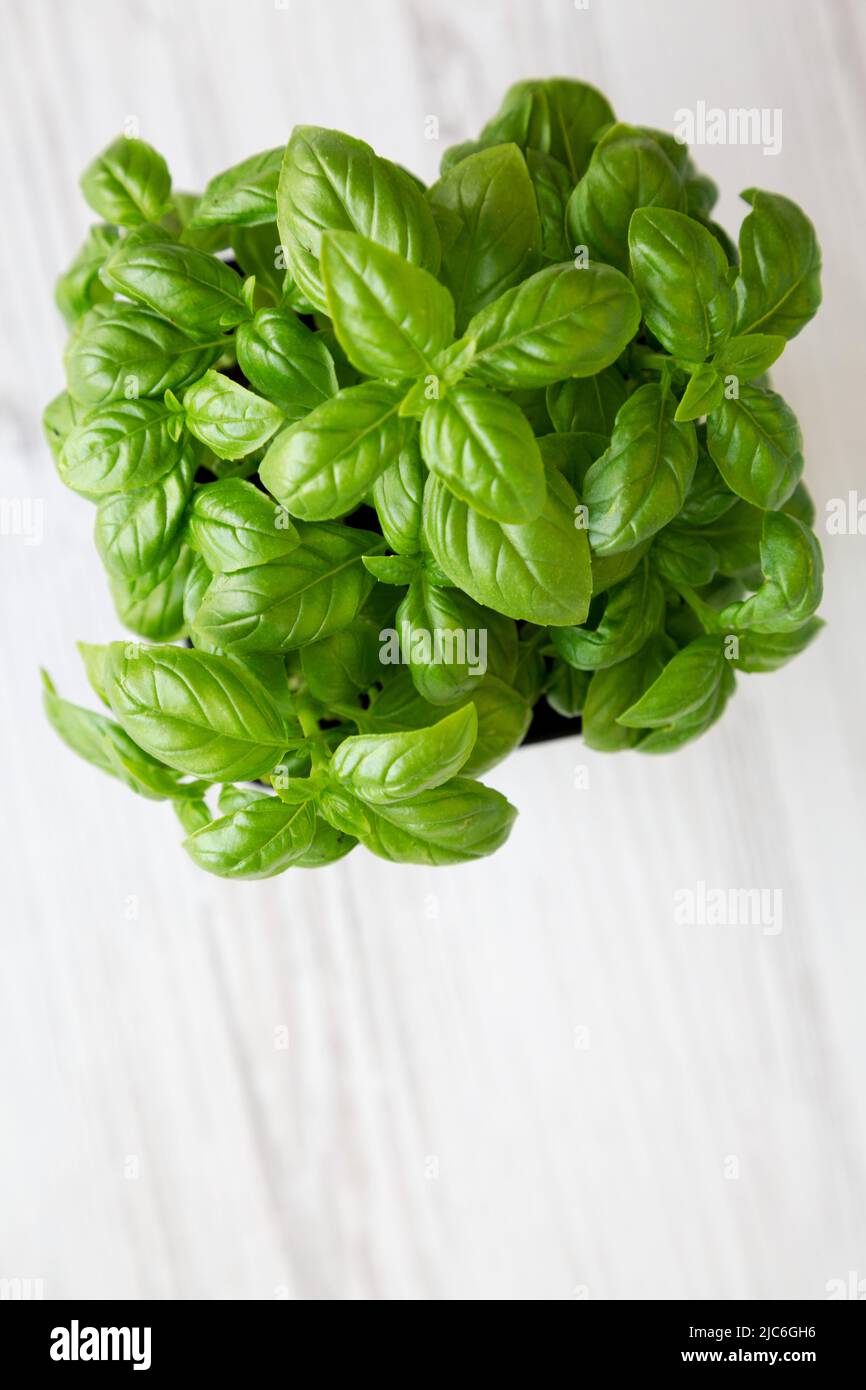 Raw Green Basil Plant top view. Flat lay overhead from above