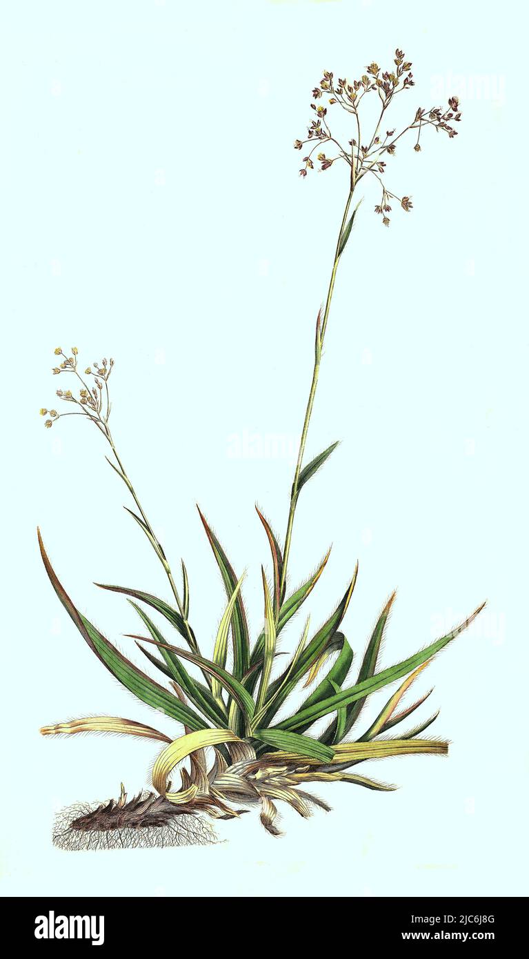 Wald-Simse, Scirpus sylvaticus, Historisch, digital restaurierte ...