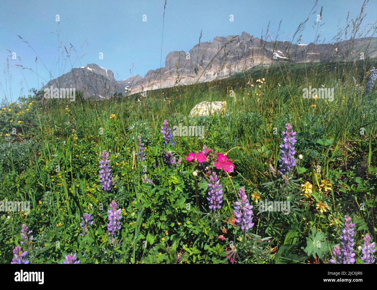 Glacier National Park, Montana. Rocky Mountains alpine field of wildflowers, mountains and glaciers. American Northwest Stock Photo