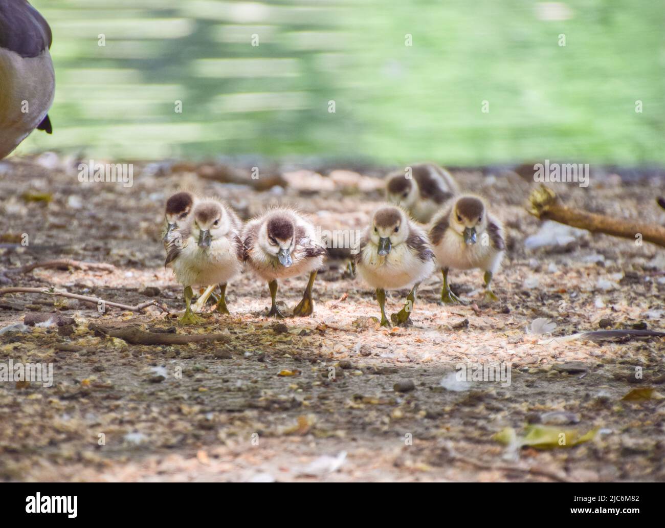 London, UK. 10th June 2022. Tiny newly born Egyptian goose babies forage with their mother next to the lake in St James's Park, Westminster. Credit: Vuk Valcic/Alamy Live News Stock Photo