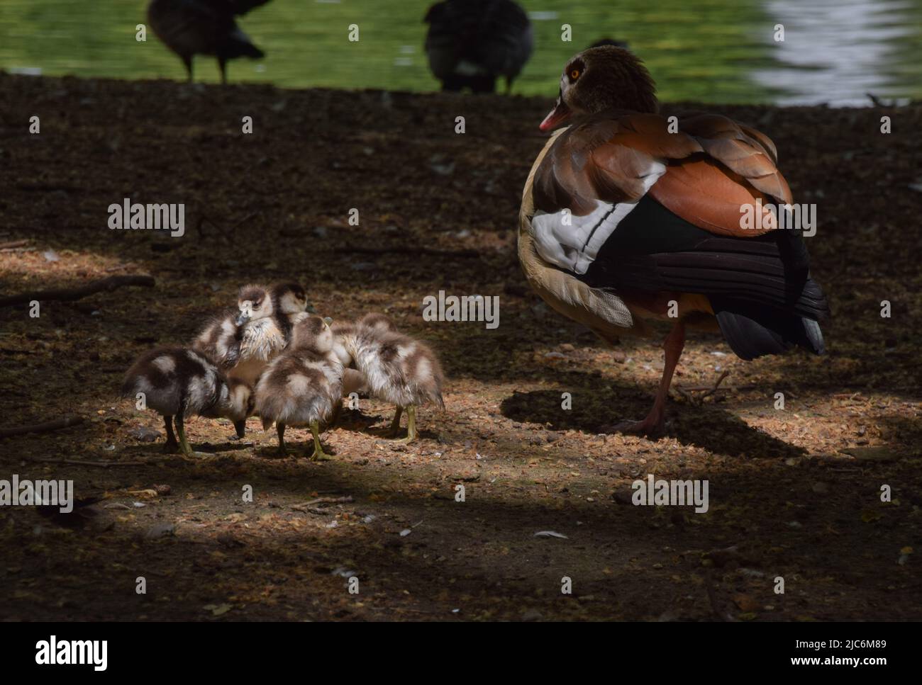 London, UK. 10th June 2022. Tiny newly born Egyptian goose babies forage with their mother next to the lake in St James's Park, Westminster. Credit: Vuk Valcic/Alamy Live News Stock Photo
