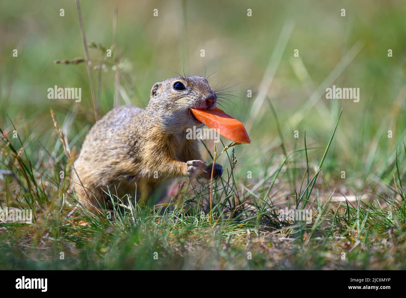 The ground squirrel runs across the plain in search of food. Stock Photo