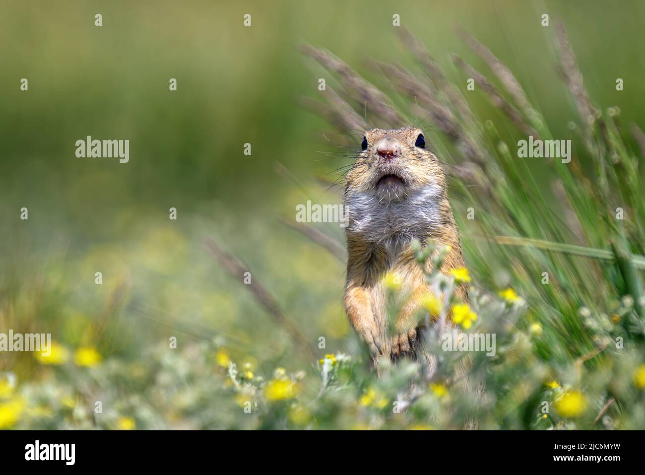 The ground squirrel runs across the plain in search of food. Stock Photo
