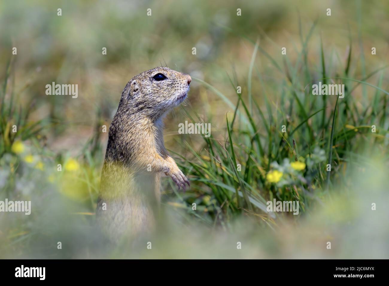 The ground squirrel runs across the plain in search of food. Stock Photo