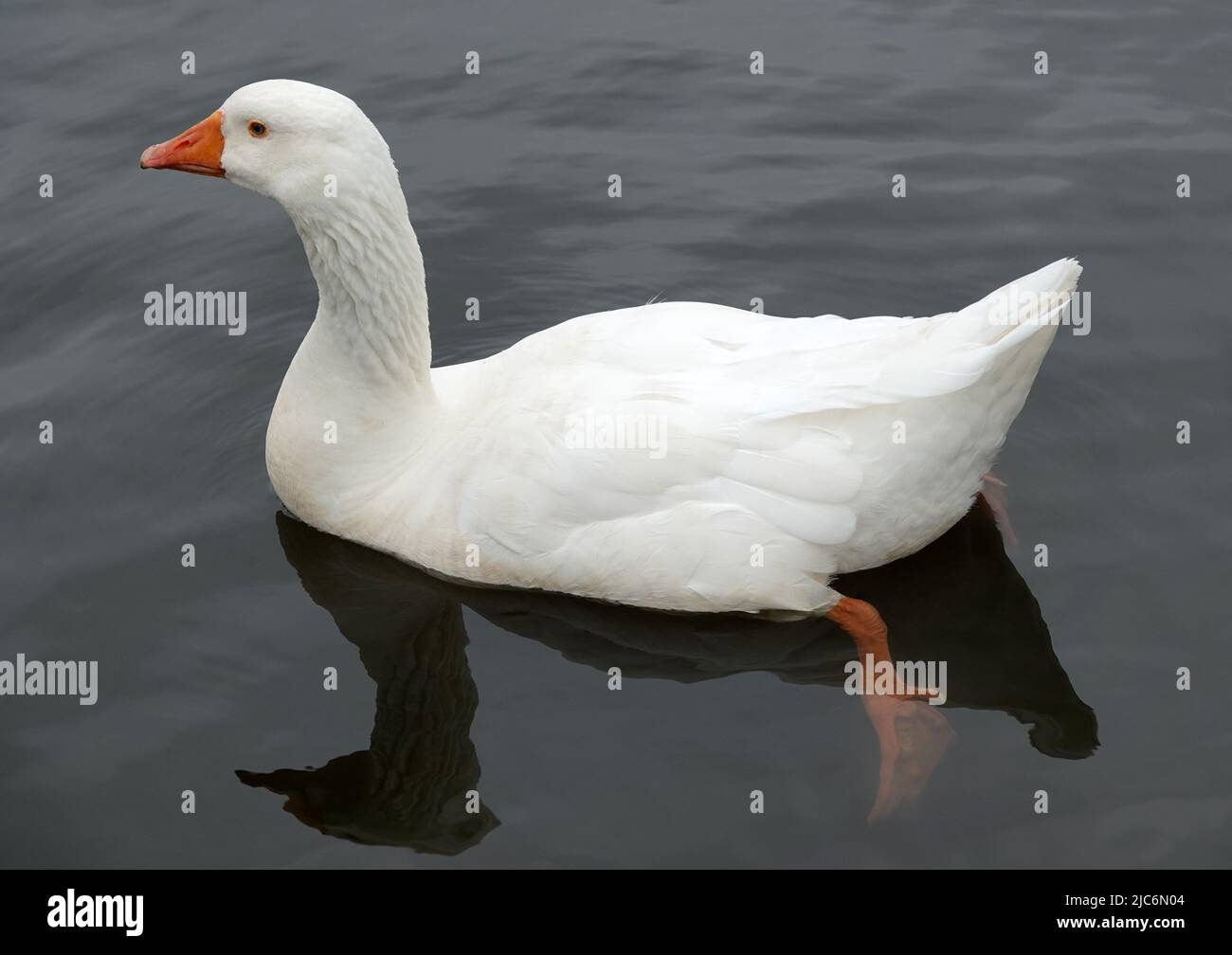 A white goose, swimming in clear dark water. One can see its paw below the surface of the water. Stock Photo