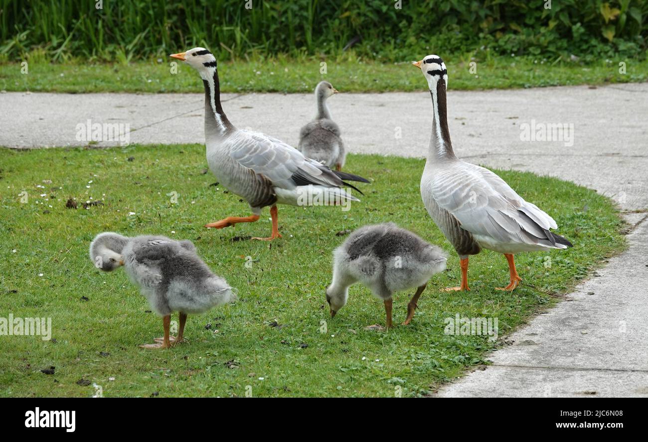 Family goose: father, mother and three goslings. The youngsters are distracted from the walking task. These are bar-headed geese. They come originally Stock Photo