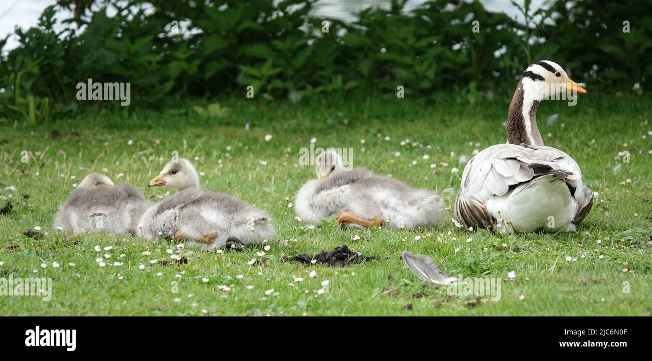 Mother goose with three young geese lying in a meadow. These are bar-headed geese. They come originally from India. Stock Photo