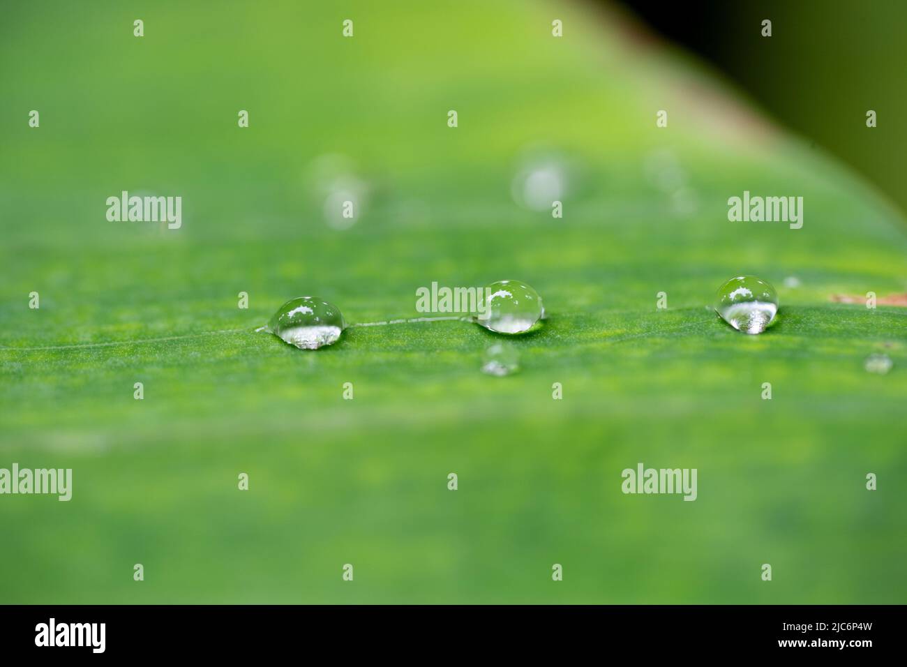 nice detail of water drops on leaf - macro detail Stock Photo