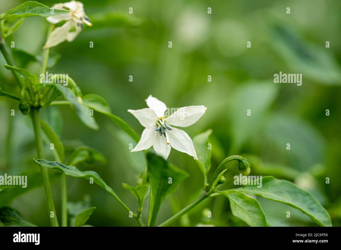 white chilli flowers are on the tree. Stock Photo