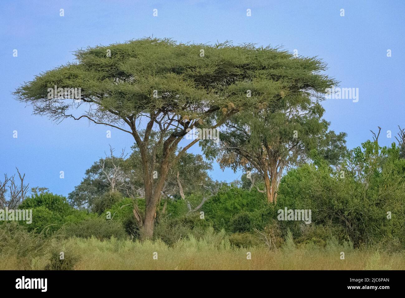 Acacia twisted hi-res stock photography and images - Alamy