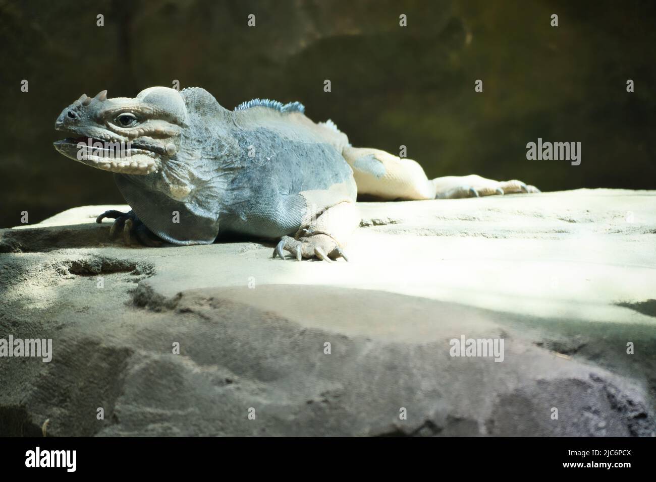 large iguana lying on a stone. Thorny comb and scaly skin. Animal photo of a reptile Stock Photo