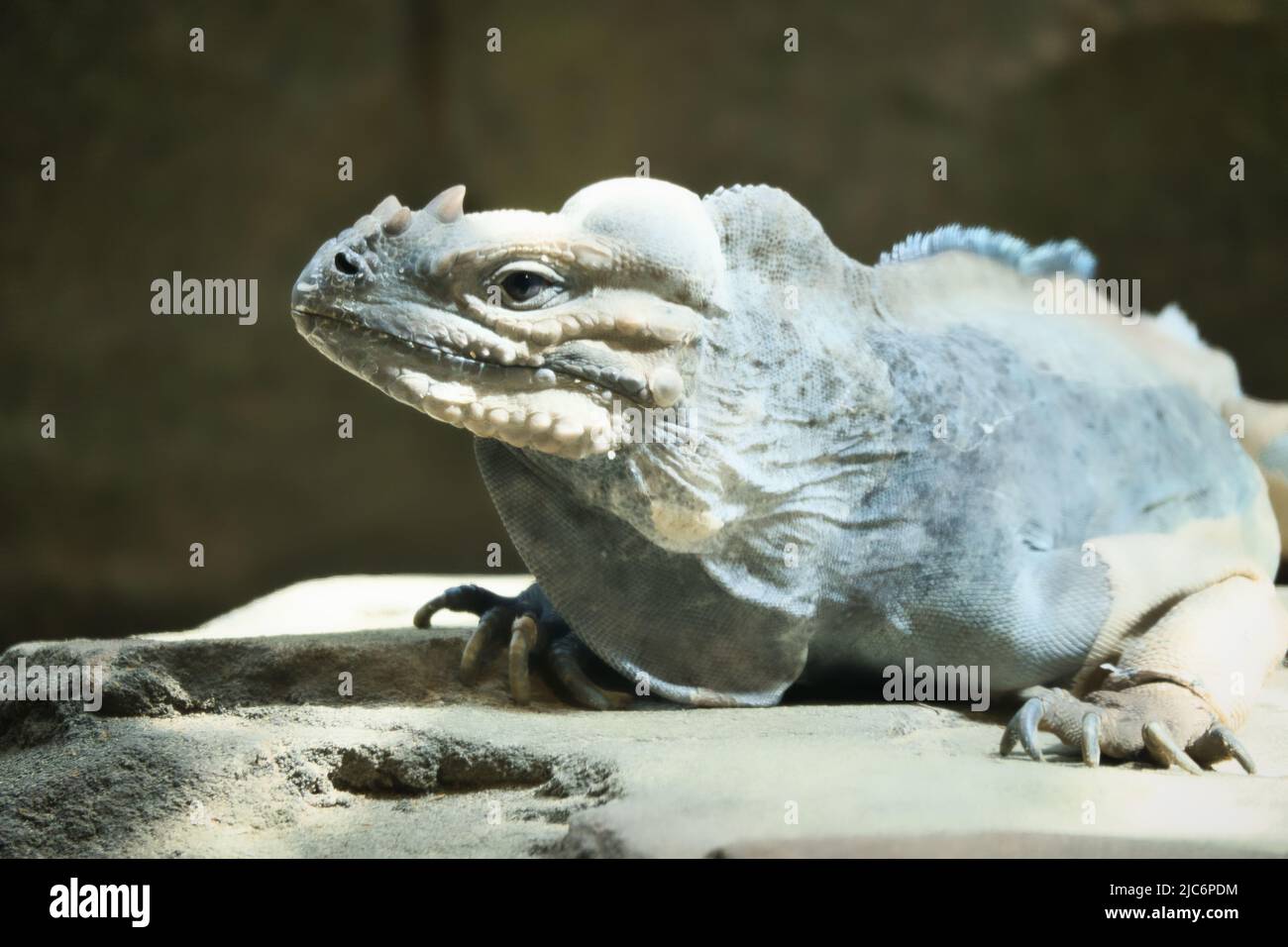 large iguana lying on a stone. Thorny comb and scaly skin. Animal photo of a reptile Stock Photo