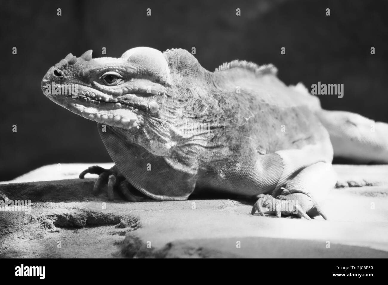 large iguana in black and white lying on a stone. Thorny comb and scaly skin. Animal photo of a reptile Stock Photo