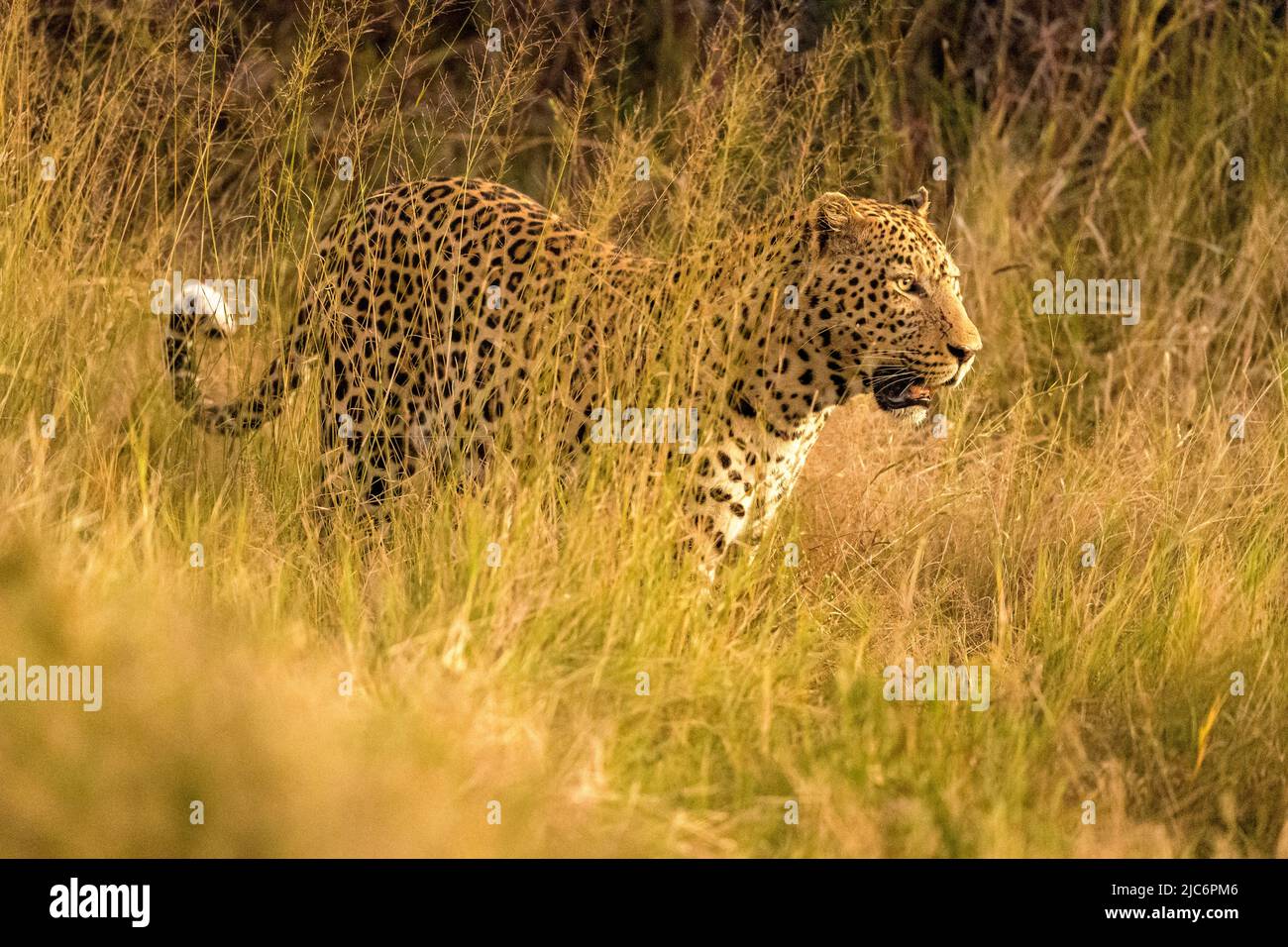 Male dominant African leopard (panther pardus) in grass in Okavango delta Stock Photo