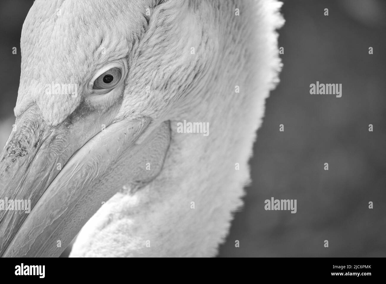 Pelican black and white in portrait. White plumage, large beak, in a large marine bird. Animal photo Stock Photo