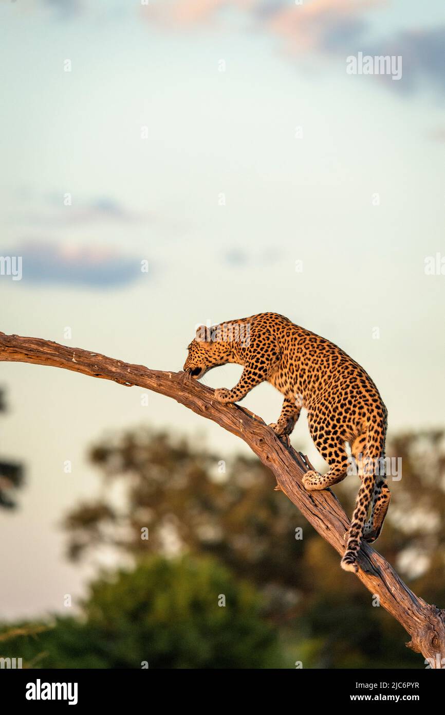 Young female leopard (Panthera padres) in a tree in Mombo, Okavango Delta, Botswana. This leopard called Lotty, is fourth generation of Legadima. Stock Photo