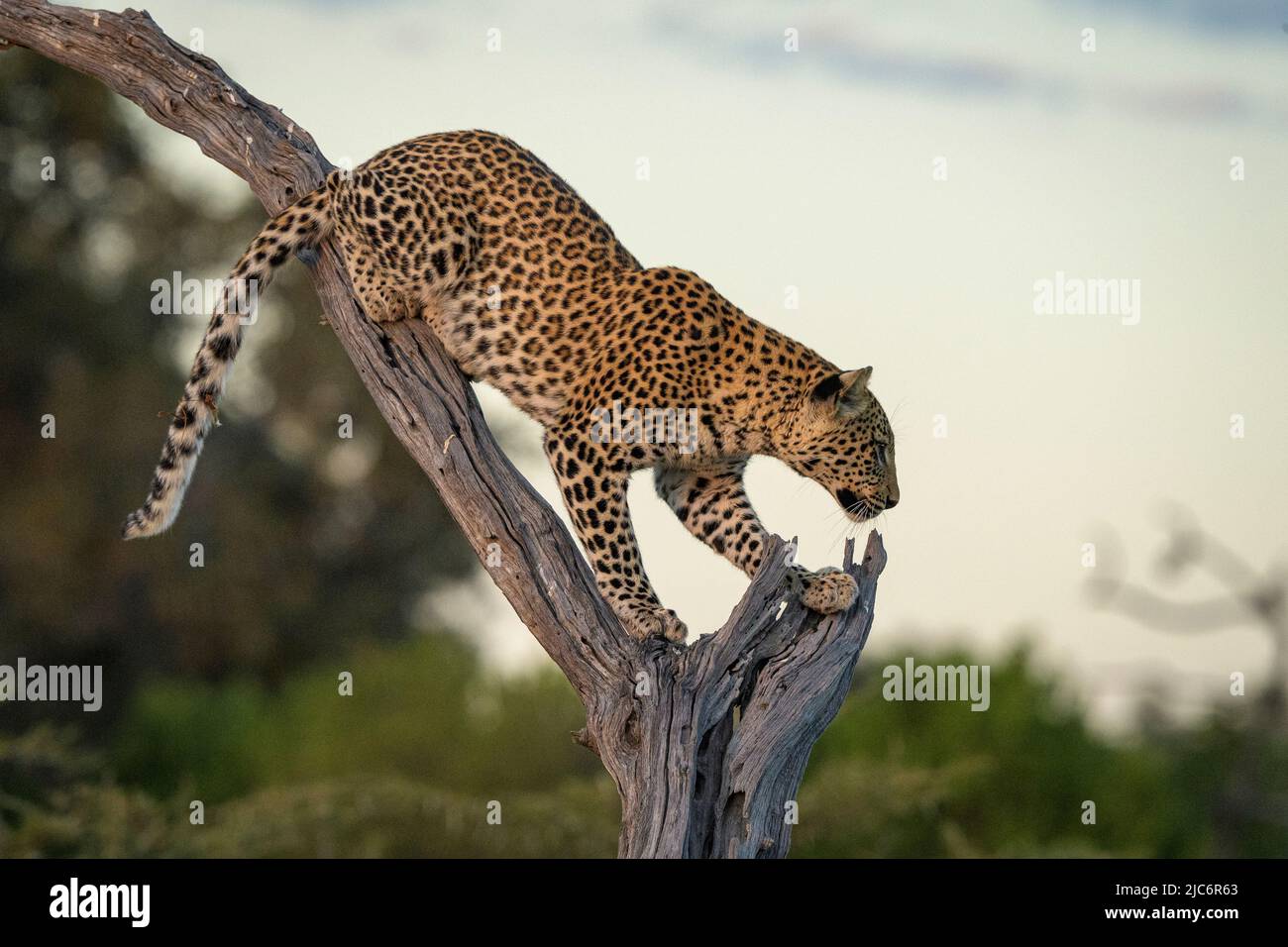 Young female leopard (Panthera padres) in a tree in Mombo, Okavango Delta, Botswana. This leopard called Lotty, is fourth generation of Legadima. Stock Photo