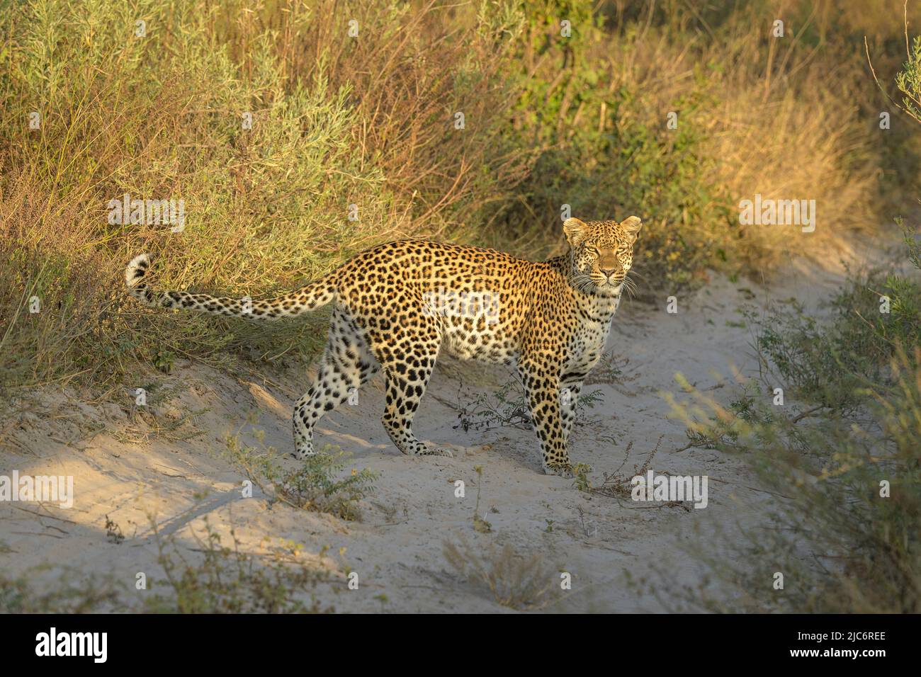 African leopard (panther padres) in grass in Okavango delta Stock Photo