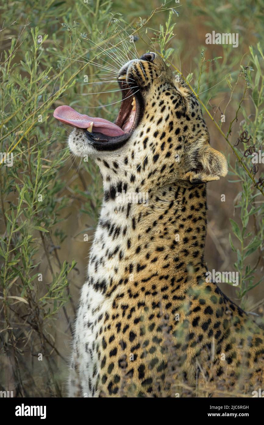 Female Leopard (Panthera pardus) yawning and sitting  in grass in the Okavango delta Stock Photo