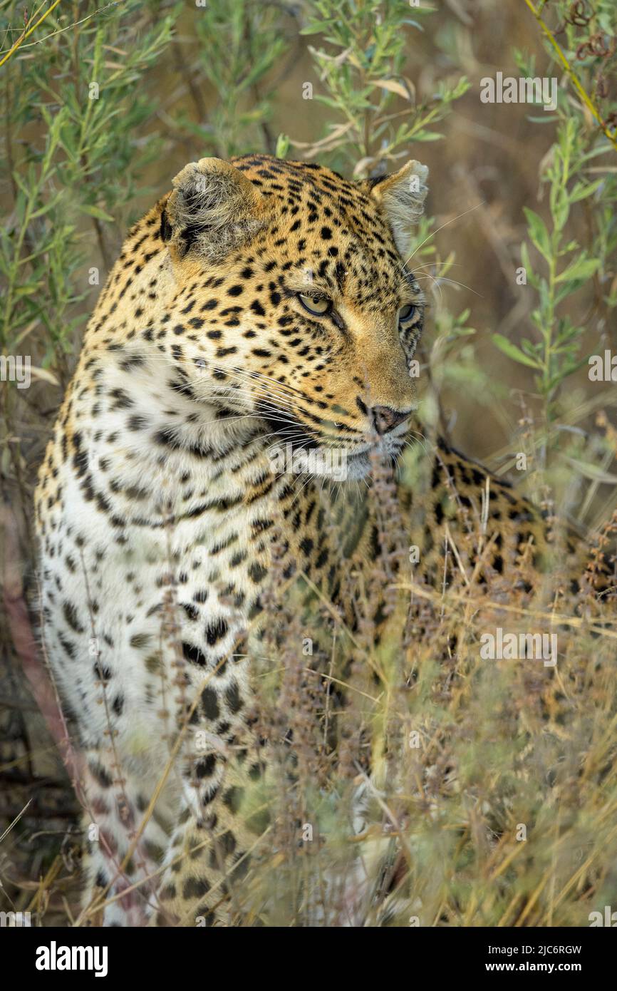 Leopard (Panthera pardus) walking in grass in the Okavango delta Stock Photo