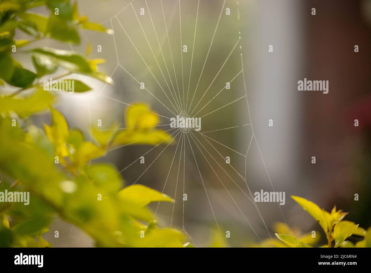 Dewdrops in the spider web. Stock Photo