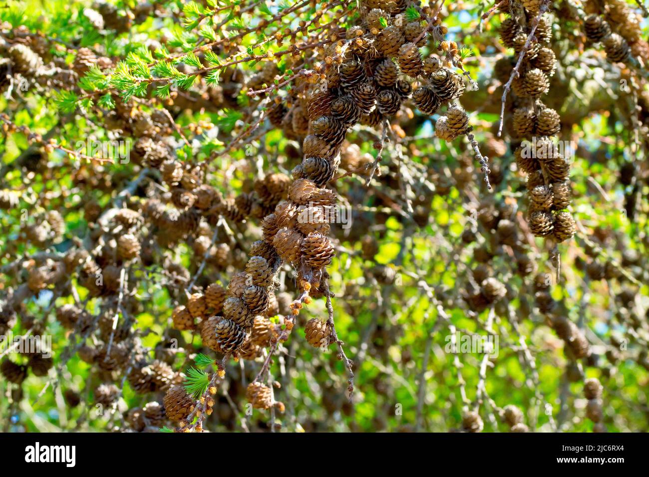 Larch, most likely Japanese Larch (larix kaempferi), close up of a multitude of mature cones hanging from a branch of the tree. Stock Photo