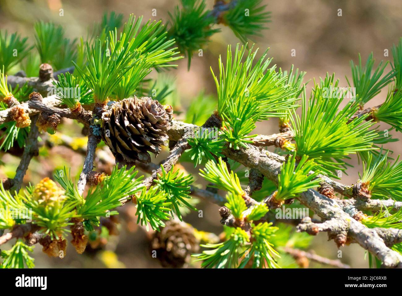 Larch, most likely Japanese Larch (larix kaempferi), close up of a branch showing a mature cone and fresh green needles sprouting in the springtime. Stock Photo