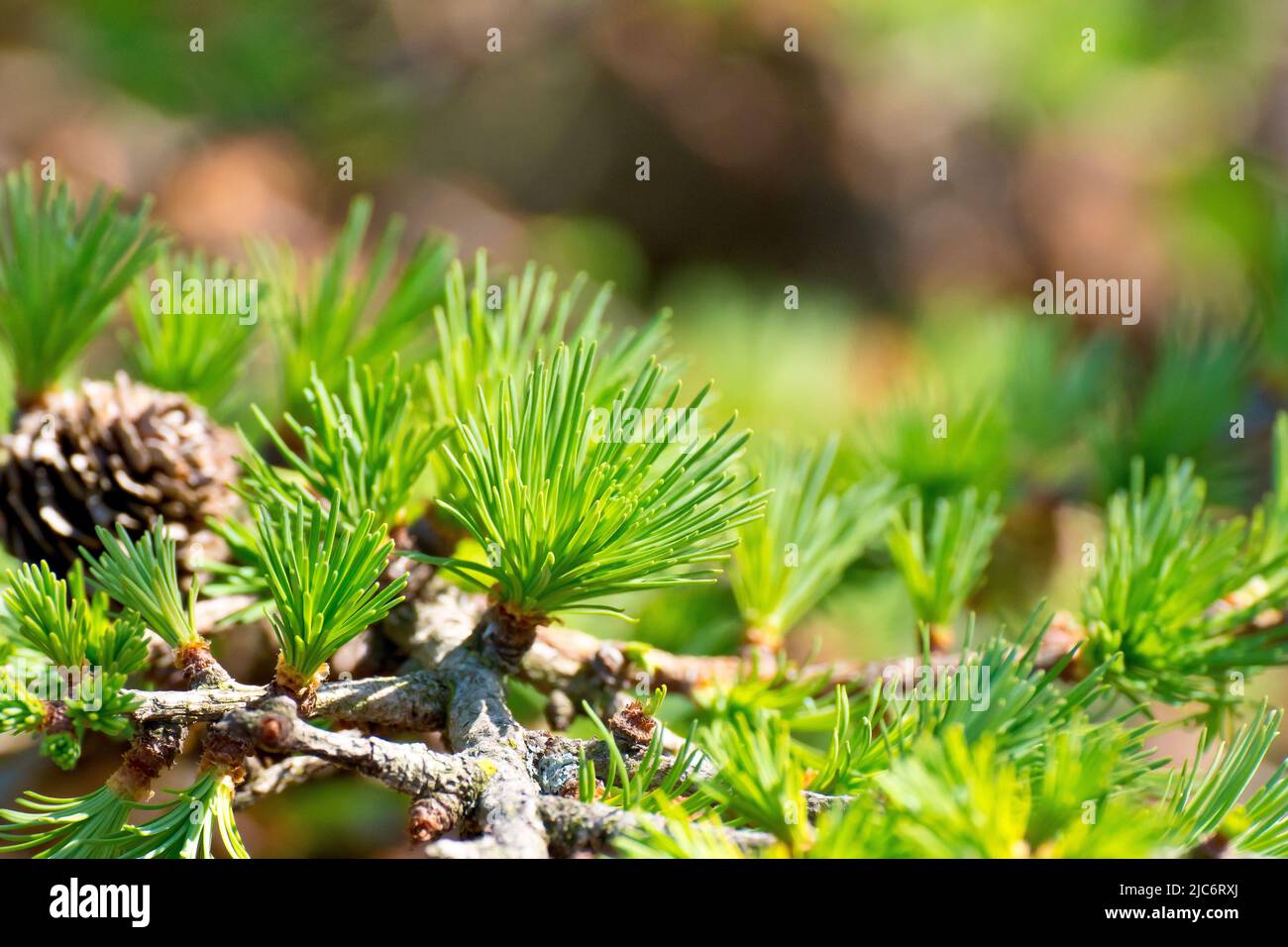 Larch, most likely Japanese Larch (larix kaempferi), close up showing fresh green needles or leaves sprouting from a branch of the tree in the spring. Stock Photo