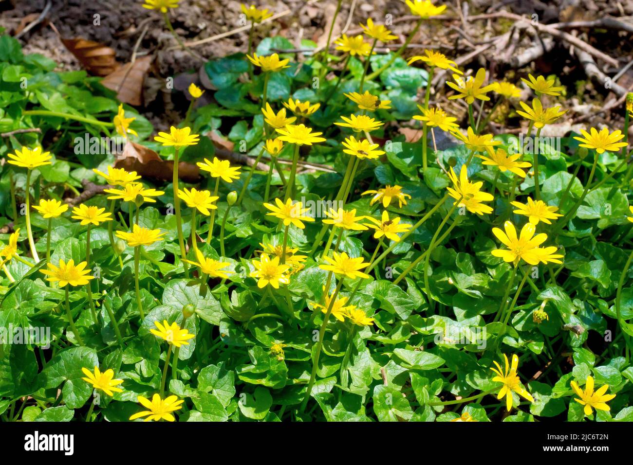 Lesser Celandine (ranunculus ficaria), close up showing the leaves and flowers of the common springtime woodland plant. Stock Photo