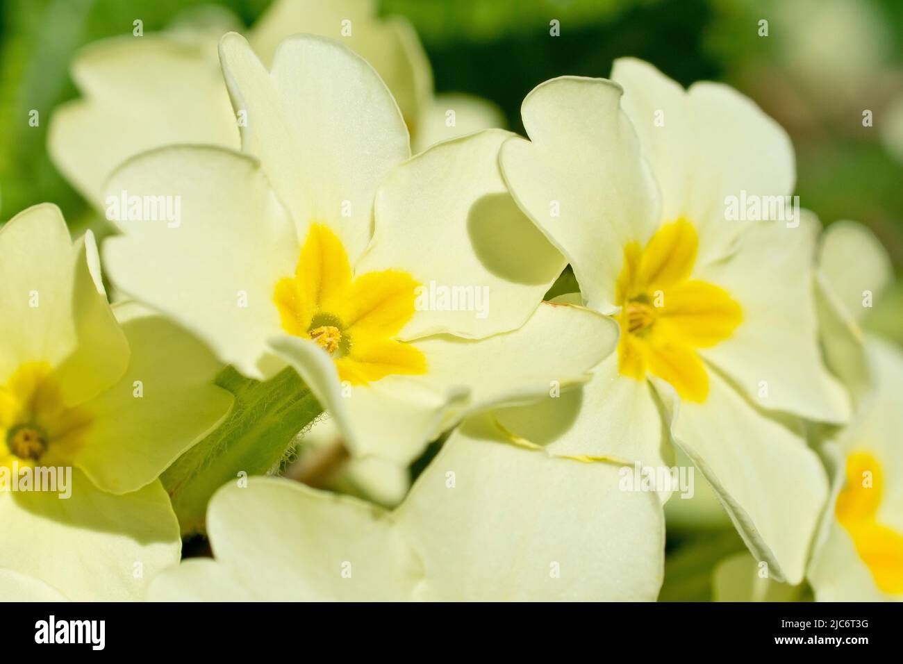 Primroses (primula vulgaris), close up focusing on a single thrum-eyed flower out of a small cluster with limited depth of field. Stock Photo