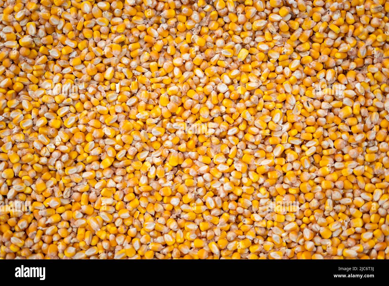 The bright orange corn kernels are simply stunning Stock Photo Alamy