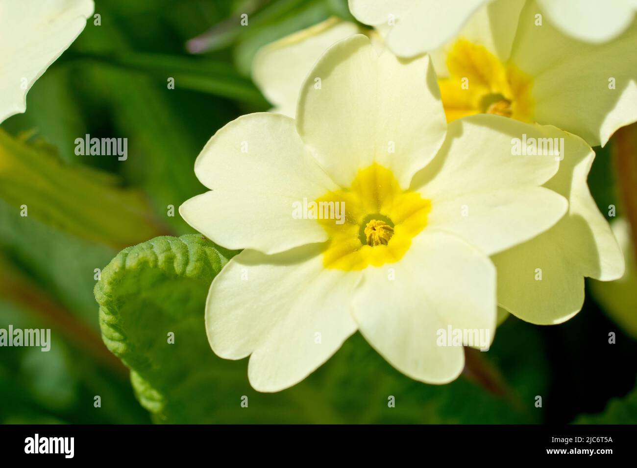 Primrose (primula vulgaris), close up focusing on a single thrum-eyed flower out of many. Stock Photo