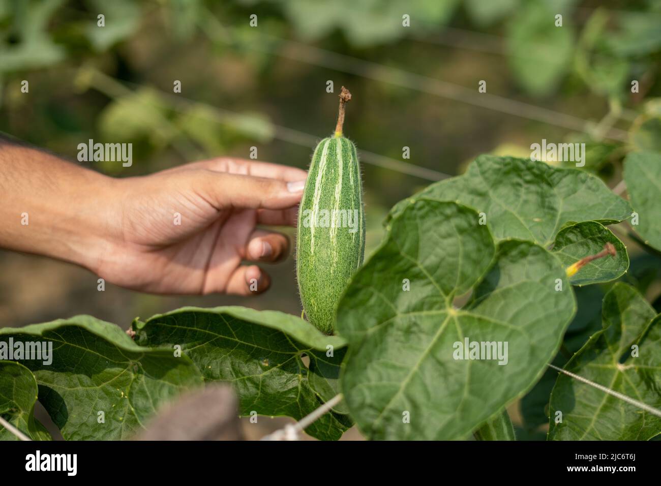 Pointed gourd in hindi hires stock photography and images Alamy