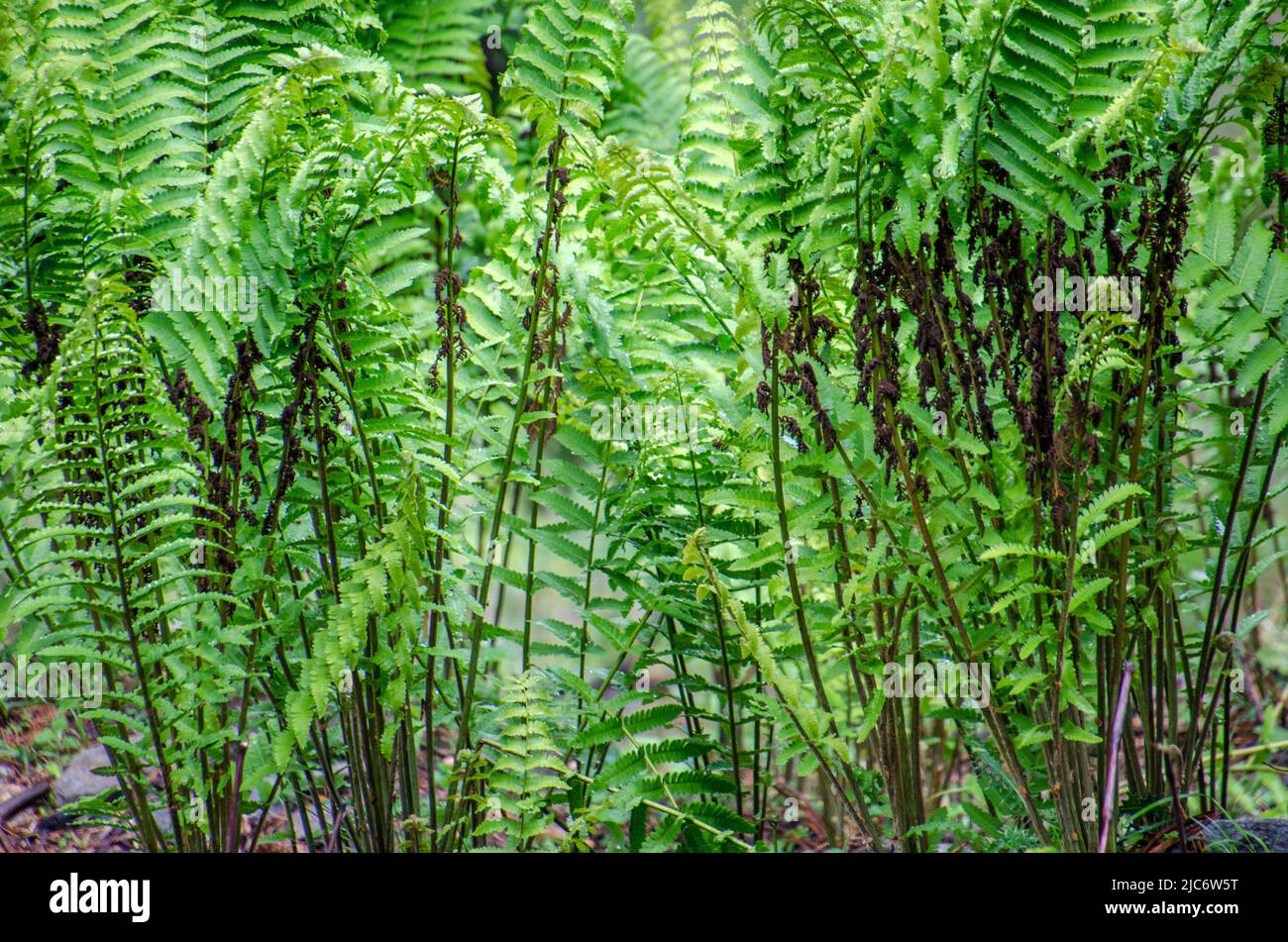 Close up of green fresh fern Ostrich fern, shuttlecock fern, Europäischer,  Macho Fern, Boston Fern Stock Photo