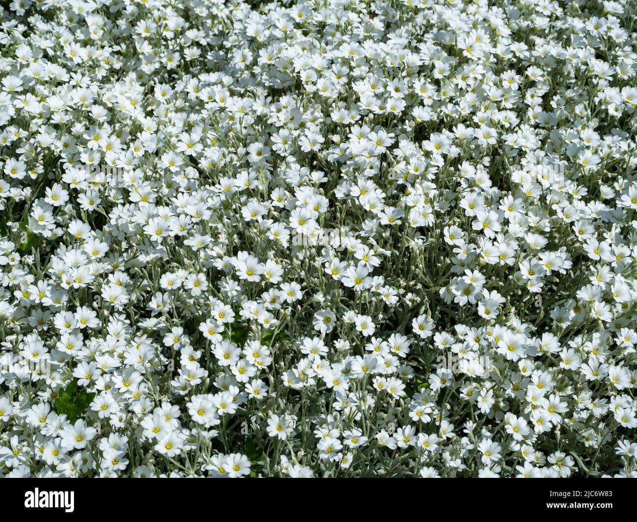 White snow in summer flowers seen from above Stock Photo