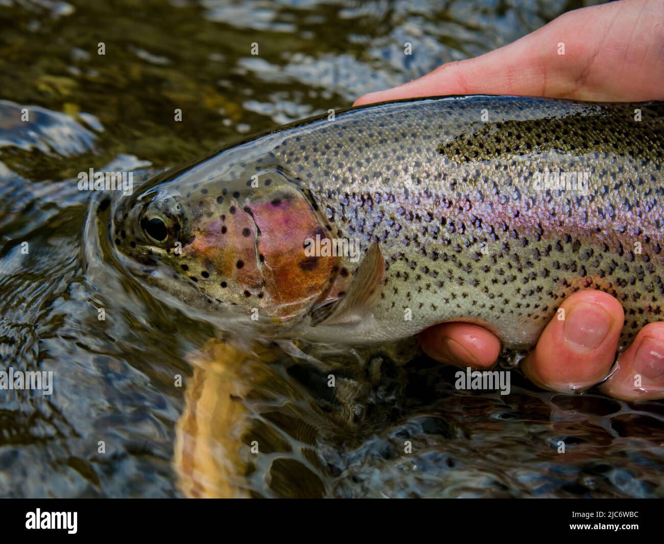 Rainbow River Fly Fishing Stock Photo