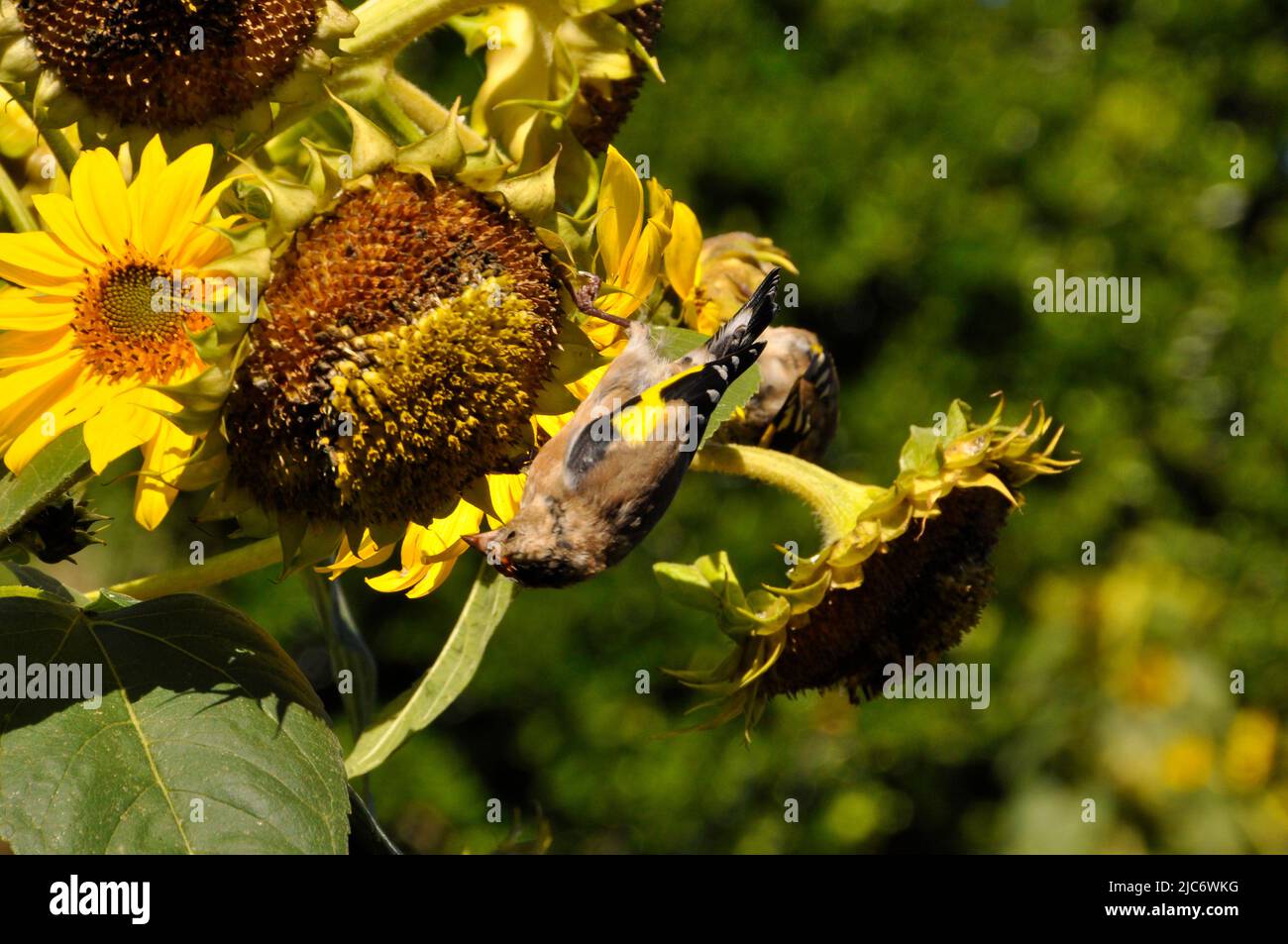 Goldfinches, 'Carduelis carduelis' acrobatically feeding on the seed of sunflowers 'Helianthus' growing in a small field on the island of St Martin's, Stock Photo