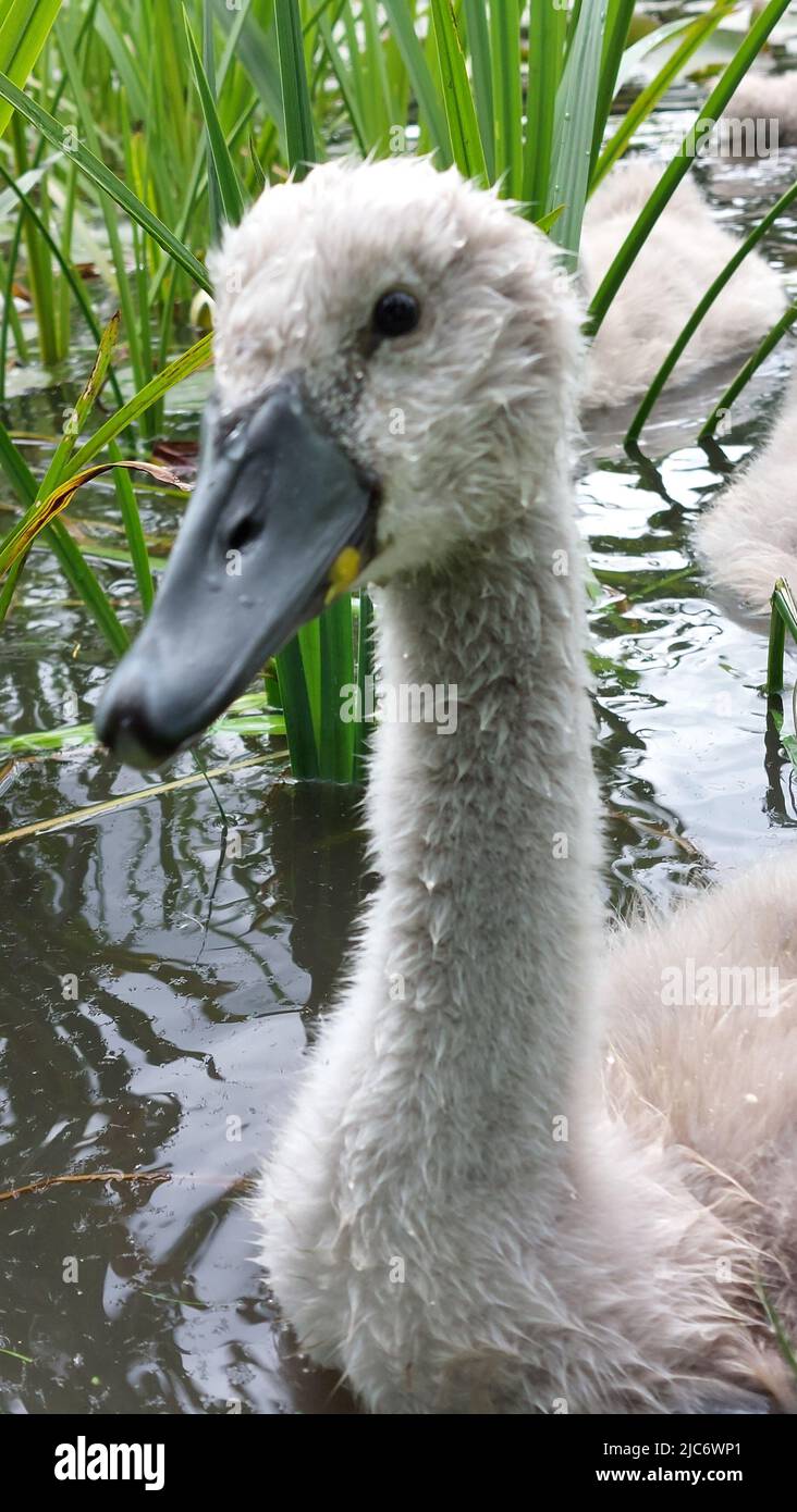 Mute swan eating her Sweetcorn Stock Photo Alamy