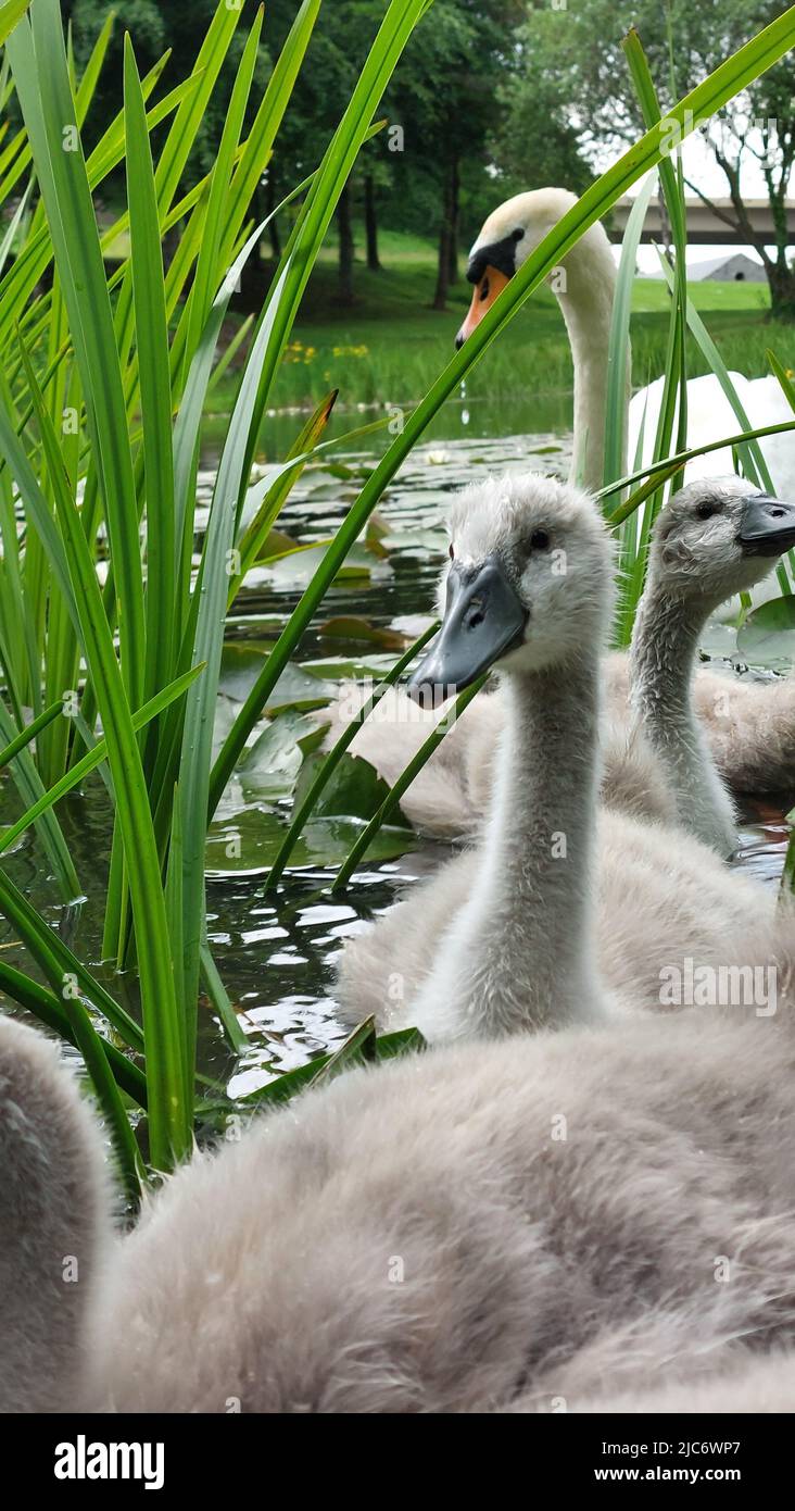 Mute swan eating her Sweetcorn Stock Photo Alamy