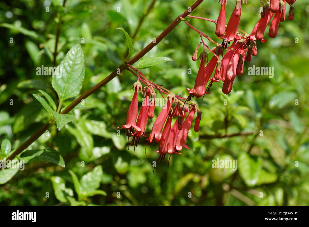 Close up of cape fuchsia (Phygelius capensis). Figwort family (Scrophulariaceae). Red flowers in a Dutch garden, June. Stock Photo