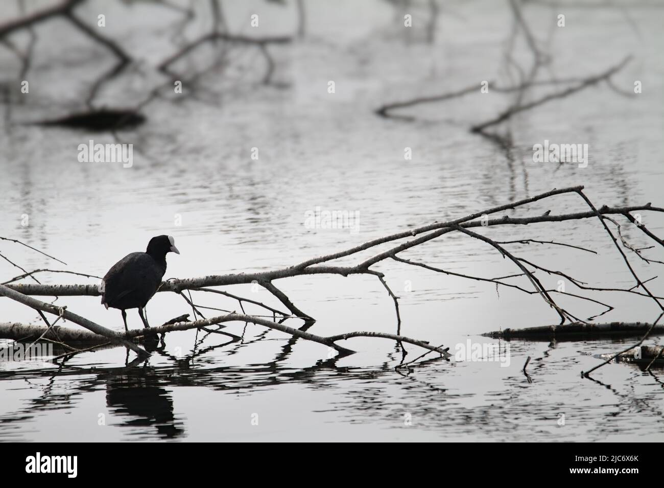 Backlit Coot, Fulica Atra, Standing On A Submerged Branch, New Forest UK Stock Photo
