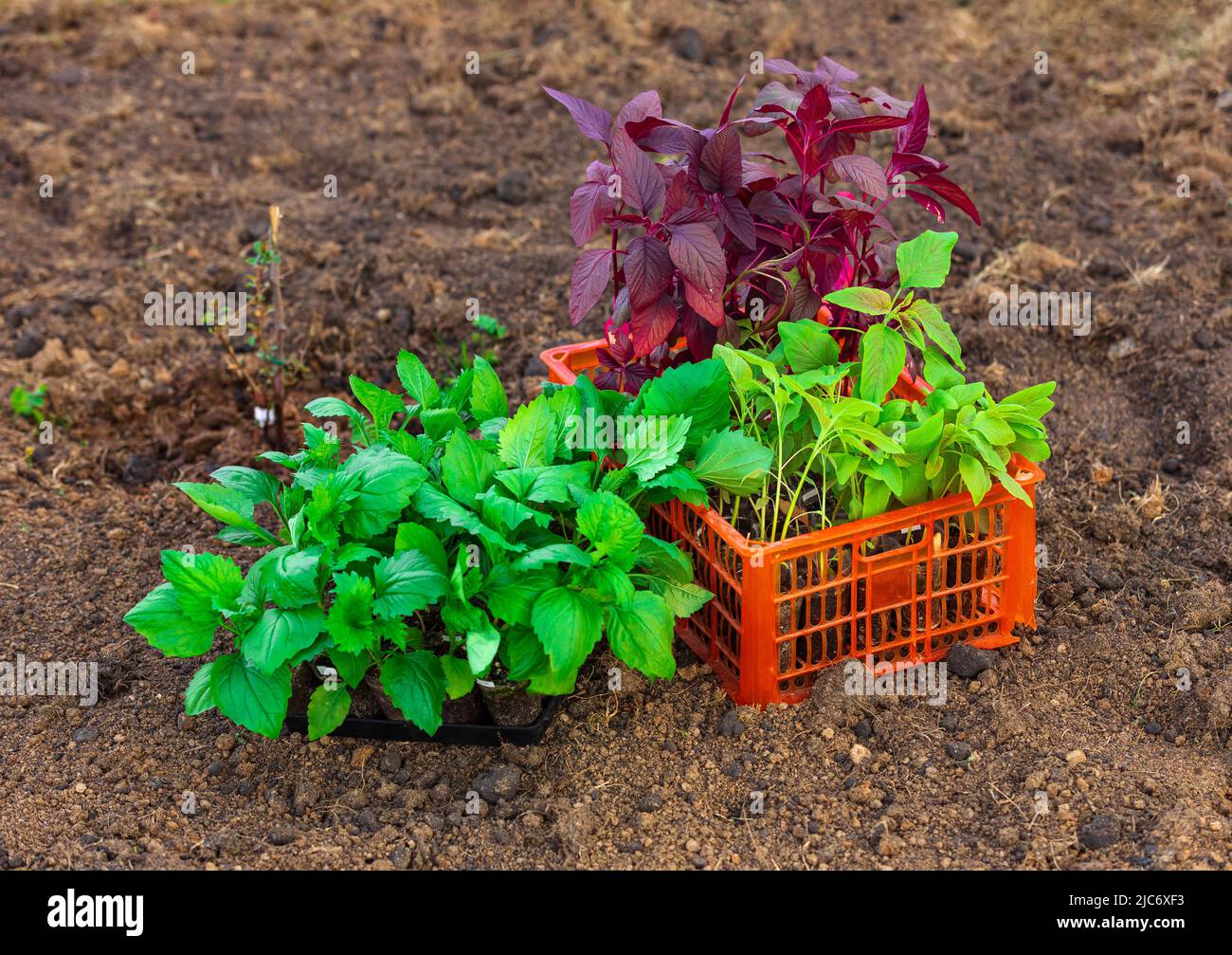 Plastic box full of seedlings of asters and amaranths flowers on the ground Stock Photo