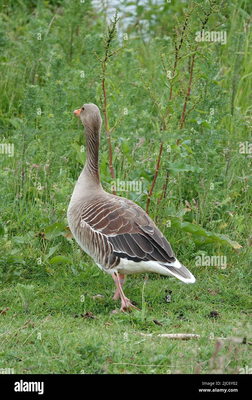 This wild Greylag goose is trying to get away unseen. Location: Hardenberg, the Netherlands Stock Photo