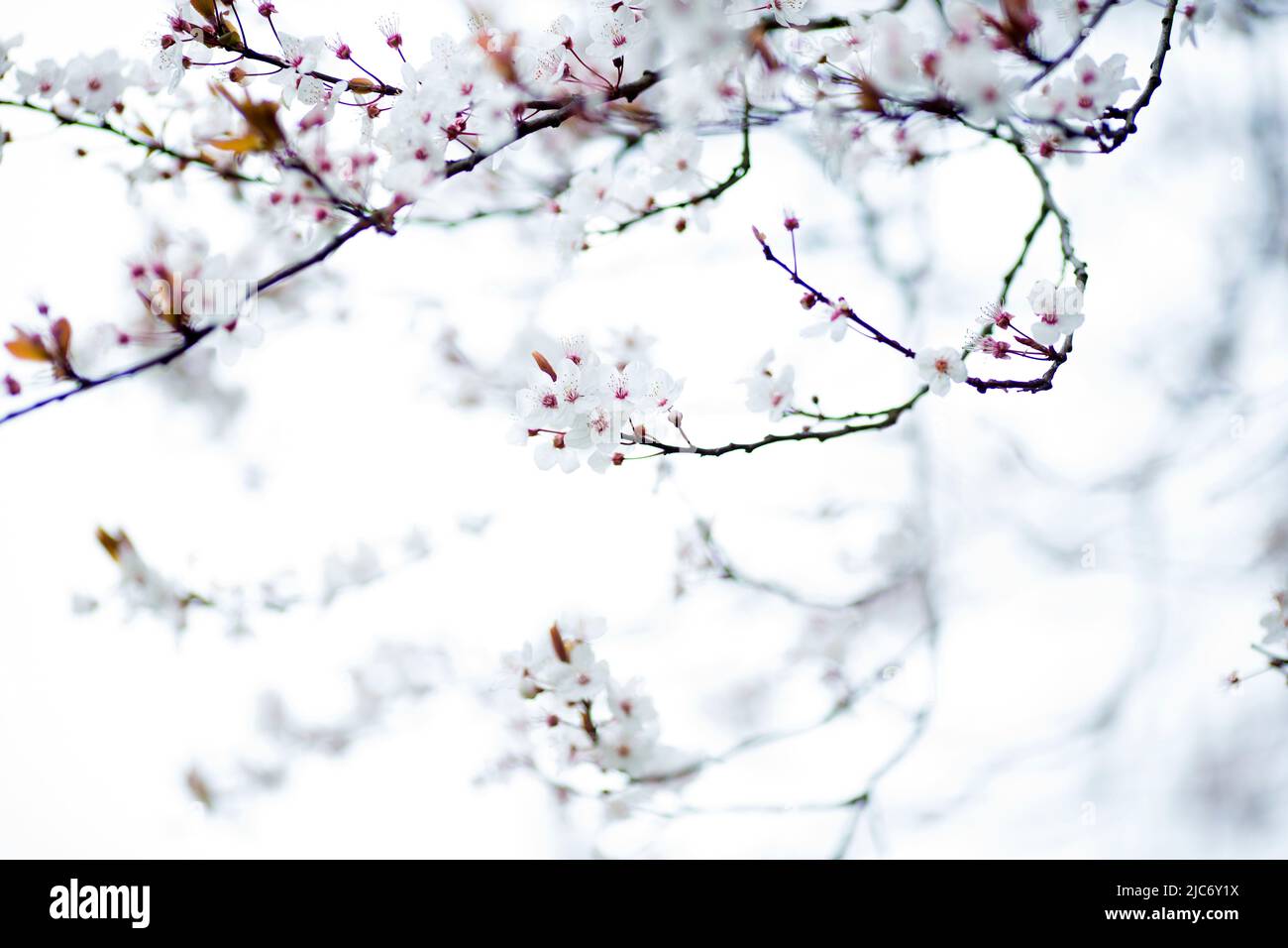 Flowers bloom in Regent’s Park, London Stock Photo Alamy